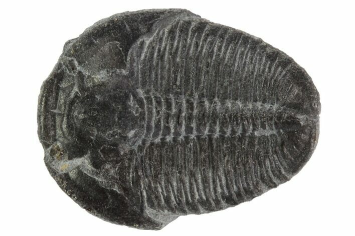 Elrathia Trilobite Fossil - Utah #97047